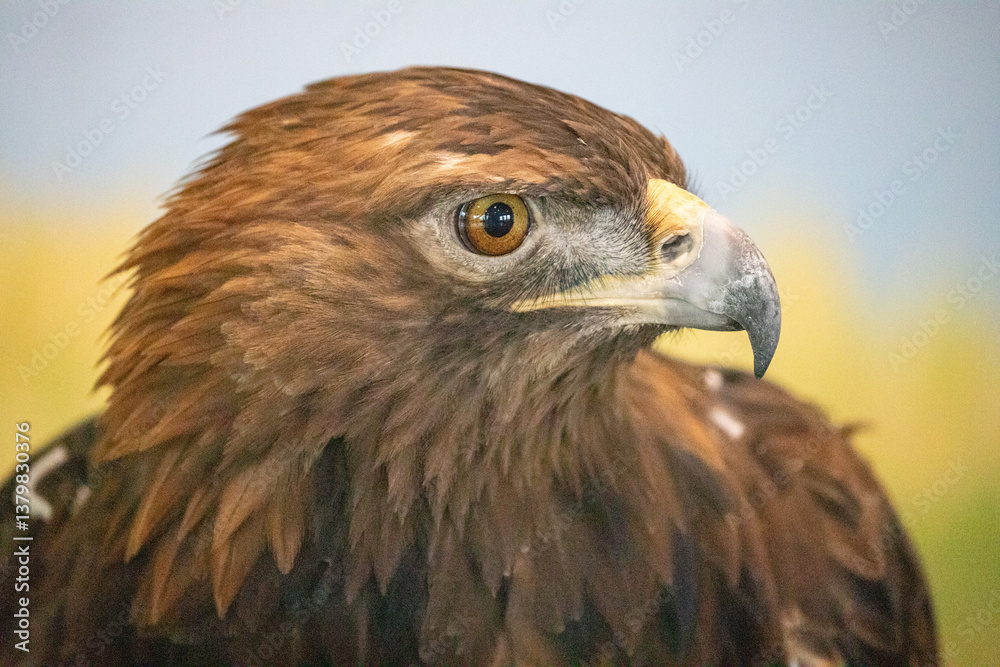 Golden Eagle close-up showing sharp beak, amber eyes, and rich feather detail Golden Eagle close-up showing sharp beak, amber eyes, and rich feather detail