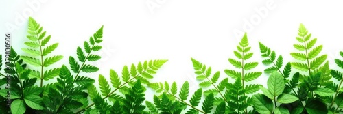delicate ferns and ivy foliage isolated on white background, nature photography, plants