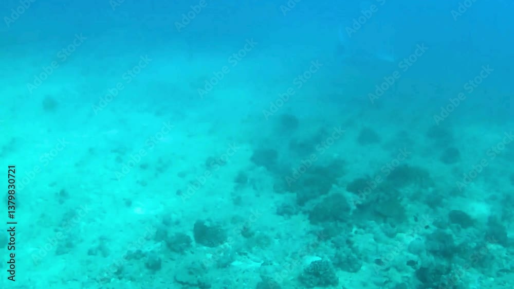 Eagle Ray Eagle Ray