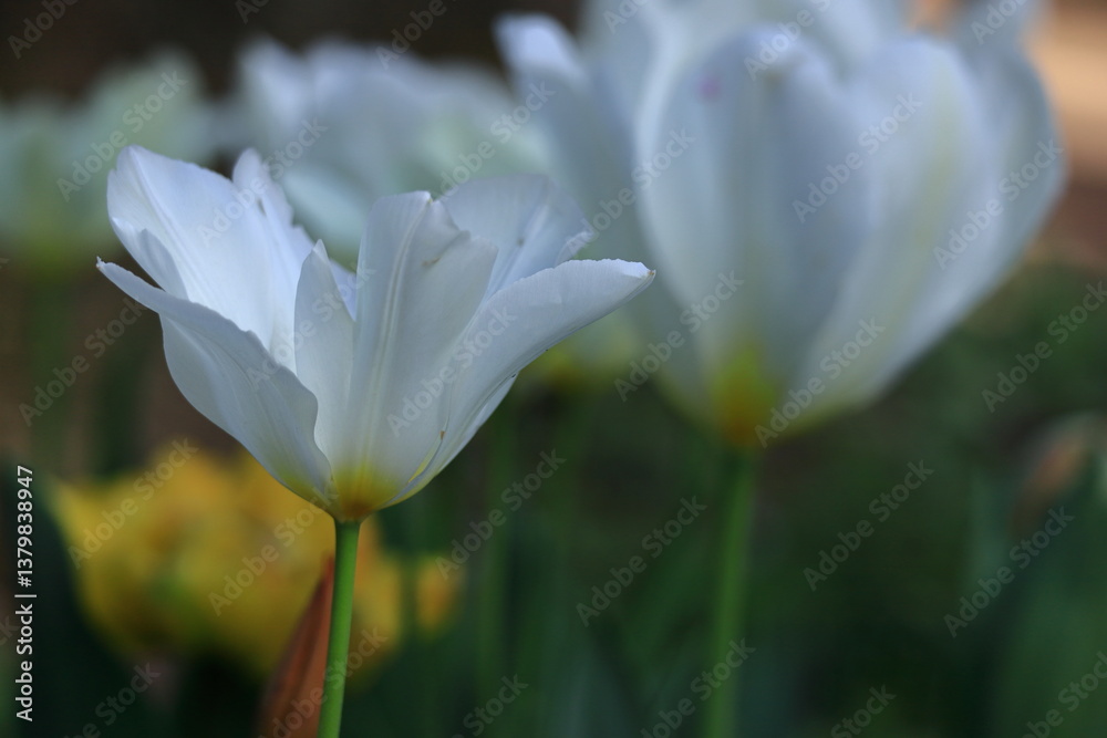 Fototapeta premium 色とりどりに咲き誇る赤白黄色