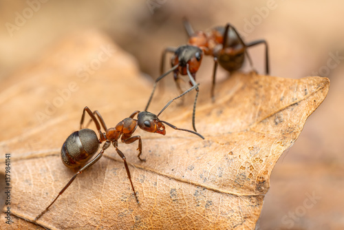 Foto Red Wood Ant - Formica rufa, common popular forest insect from Euroasian forests and woodlands, Zlin, Czech Republic