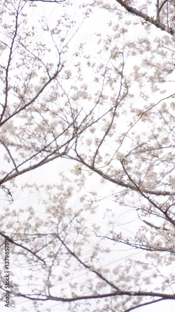 桜 桜