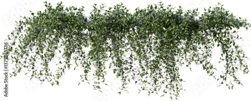 ivy, climbing plant, wall plant, vine, edge plant
