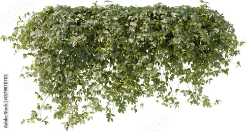 ivy, climbing plant, wall plant, vine, edge plant
