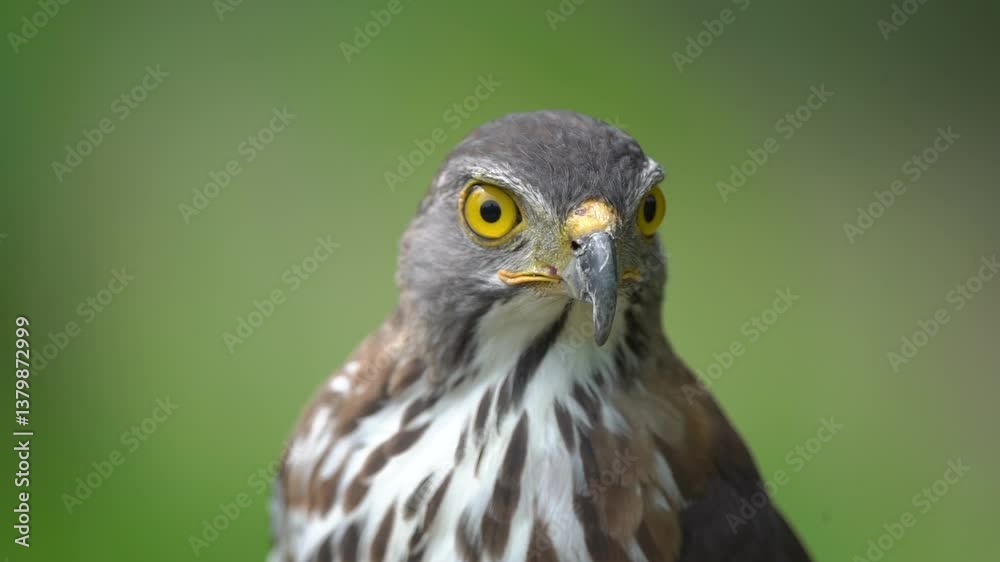 Close up shot of beautiful and good looking hawk in wild. Close up shot of beautiful and good looking hawk in wild.