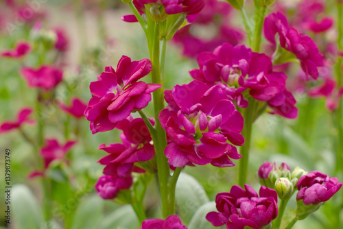 Red Hoary Stock, Red Hoary Stock or Matthiola Incana is a member of the Brassicaceae family of flowering plants. It's also commonly known as Brompton Stock, Common Stock, Red flower in garden