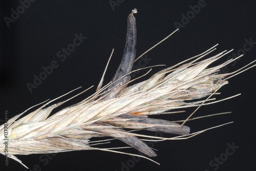 Mutterkorn,  Claviceps purpurea, Roggenähre photo