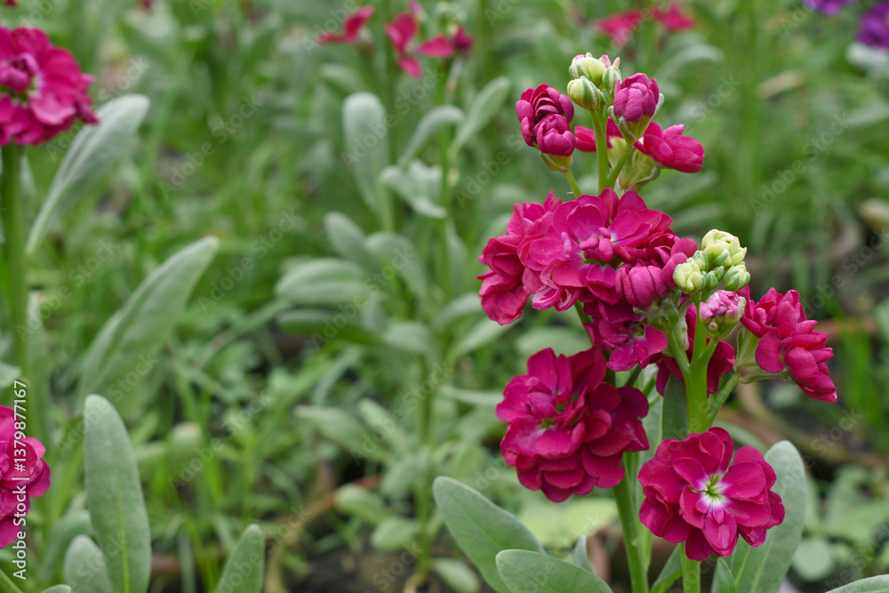 Red Hoary Stock, Red Hoary Stock or Matthiola Incana is a member of the Brassicaceae family of flowering plants. It's also commonly known as Brompton Stock, Common Stock, Red flower in garden Red Hoary Stock, Red Hoary Stock or Matthiola Incana is a member of the Brassicaceae family of flowering plants. It's also commonly known as Brompton Stock, Common Stock, Red flower in garden
