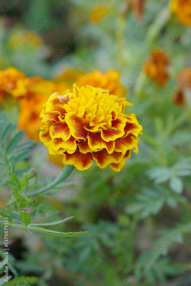 Yellow red french marigold flower blossom in garden, Yellow red french Mari Gold flowers for decorate garden, Close up of beautiful small marigold flower in garden. Marigold flowers bloom in nature Yellow red french marigold flower blossom in garden, Yellow red french Mari Gold flowers for decorate garden, Close up of beautiful small marigold flower in garden. Marigold flowers bloom in nature