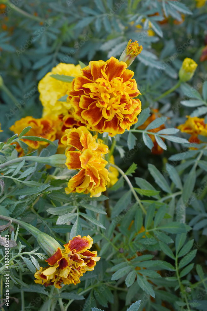 Yellow red french marigold flower blossom in garden, Yellow red french Mari Gold flowers for decorate garden, Close up of beautiful small marigold flower in garden. Marigold flowers bloom in nature Yellow red french marigold flower blossom in garden, Yellow red french Mari Gold flowers for decorate garden, Close up of beautiful small marigold flower in garden. Marigold flowers bloom in nature