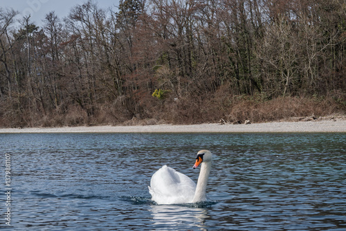 Fototapeta Naklejka Na Ścianę i Meble -  cygne majestueux  sur le lac Léman