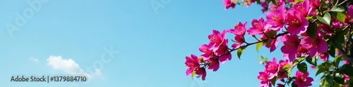 Bougainvillea vine with magenta flowers against blue sky,  blooming,  magenta