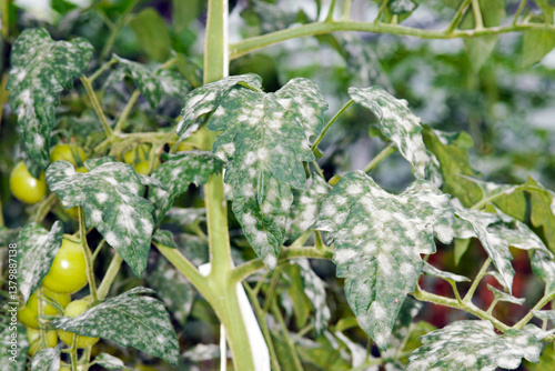 Echter Mehltau; Tomate; Oidium lycopersici