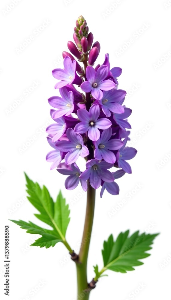 Naklejka premium Close-up of vivid purple lucerne flowers with fresh green leaves isolated on white background, isolated, white background