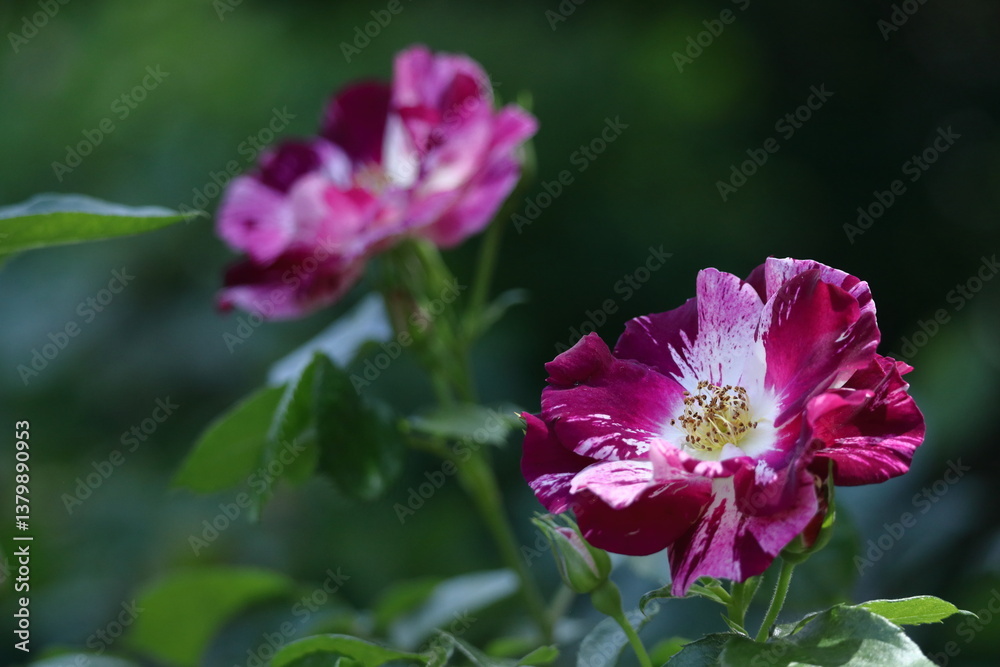 Fototapeta premium 花の女王