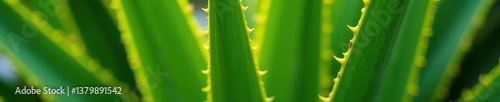 Close up of sharp spikes on Madagascar palm tree Pachypodium lamerei,  tropical,  exotic