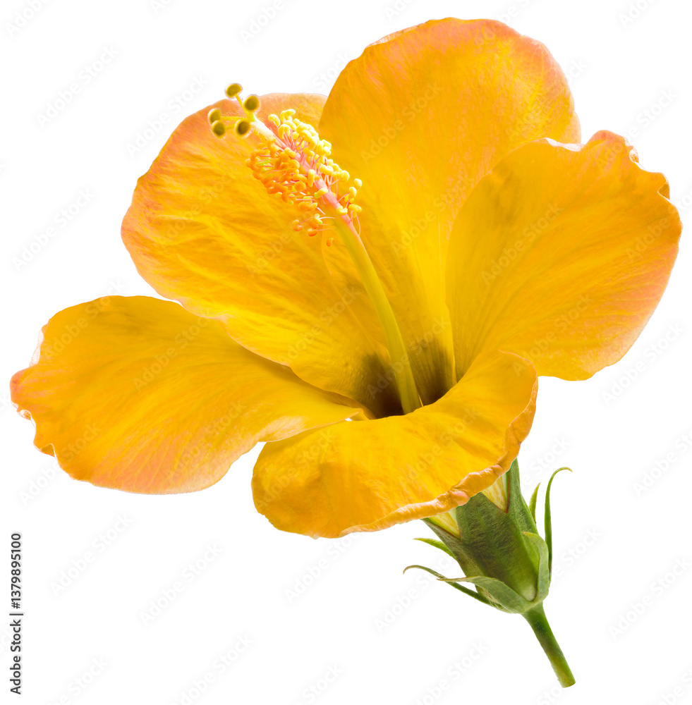 Beautiful Yellow Hibiscus flower with leaf isolated on white background, Hibiscus flower on White Background PNG File.
