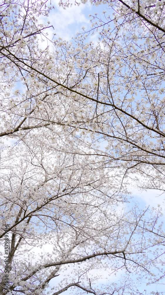 桜 桜