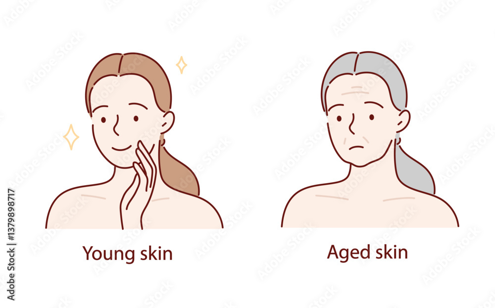 vector illustration of the skin aging process. vector illustration of the skin aging process.