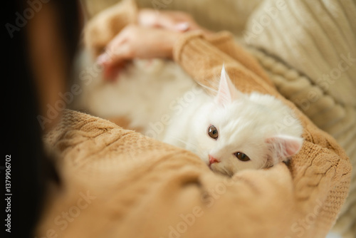 Photography Cross shoulder of young Asian woman in brown sweater sitting on bed and embrace her white fluffy kitten , looking at camera while little cat feel sleepy