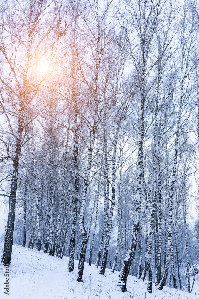 Naklejka premium Birch grove after a snowfall on a winter. Sunlight breaking through the branches.