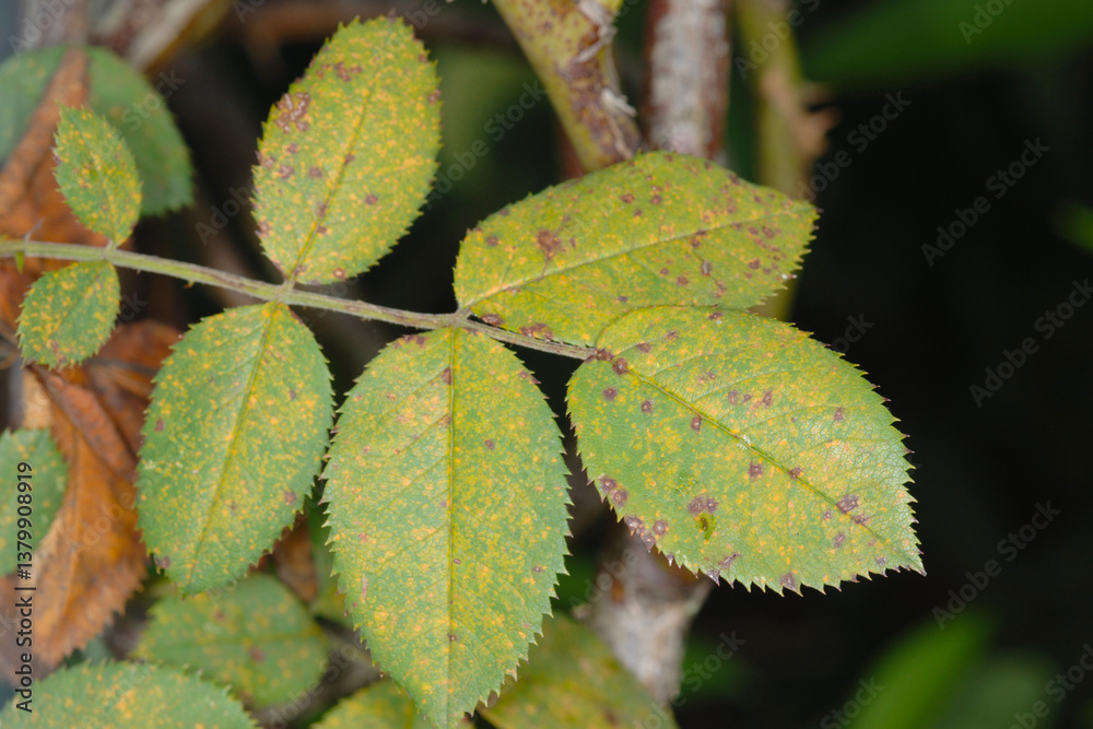 Rosenrost, Phragmidium mucronatum Rosenrost, Phragmidium mucronatum