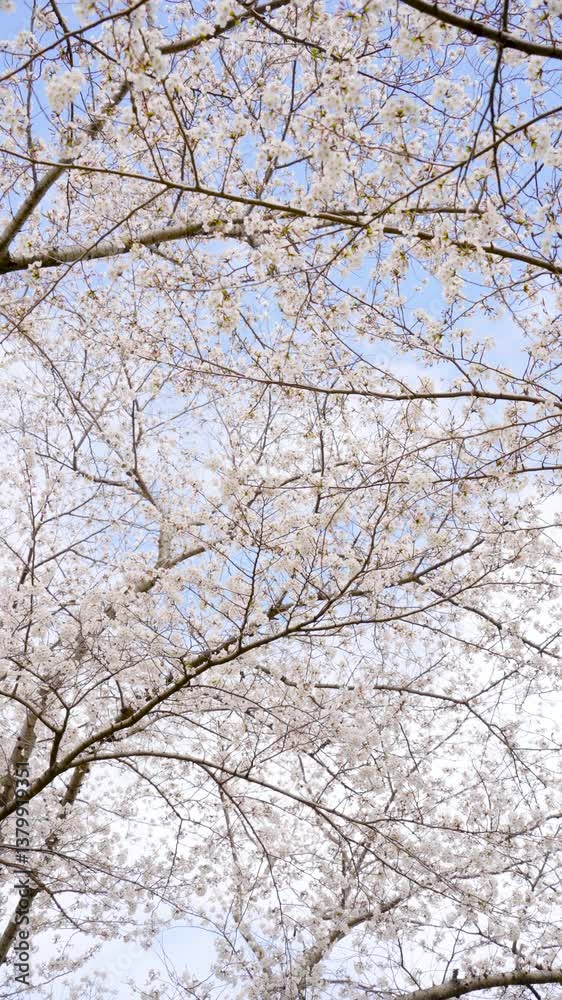 桜 桜