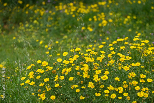Fotografie Champ de marguerites jaunes au printemps