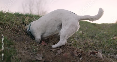 A white dog is buried halfway in a hole, energetically digging in the dirt