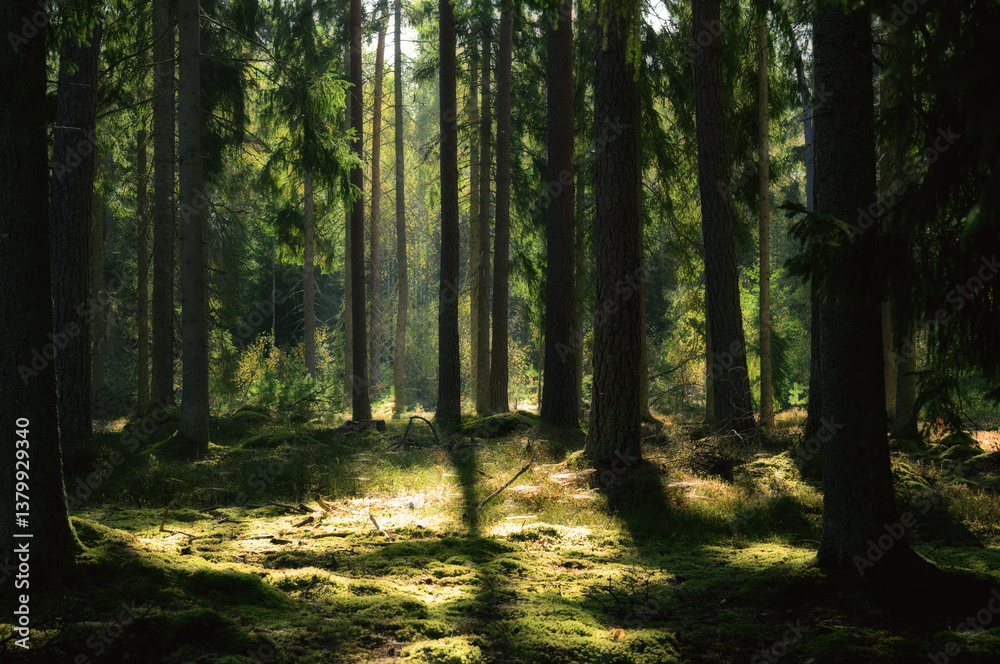 Obraz premium morning in the forest