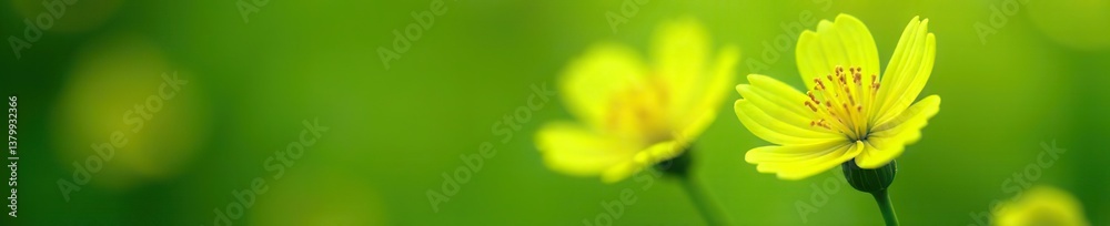 Fototapeta premium Close-up shot of vibrant fresh lime flowers blooming in a garden, petals, flowers