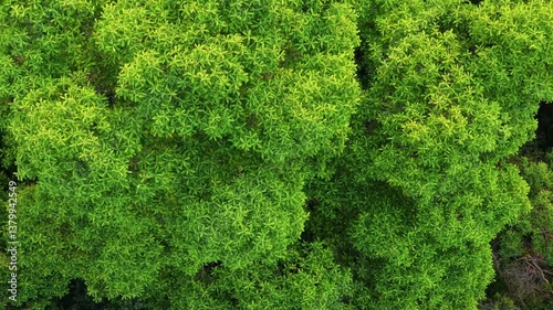 Aerial view of trees and forest in spring.
