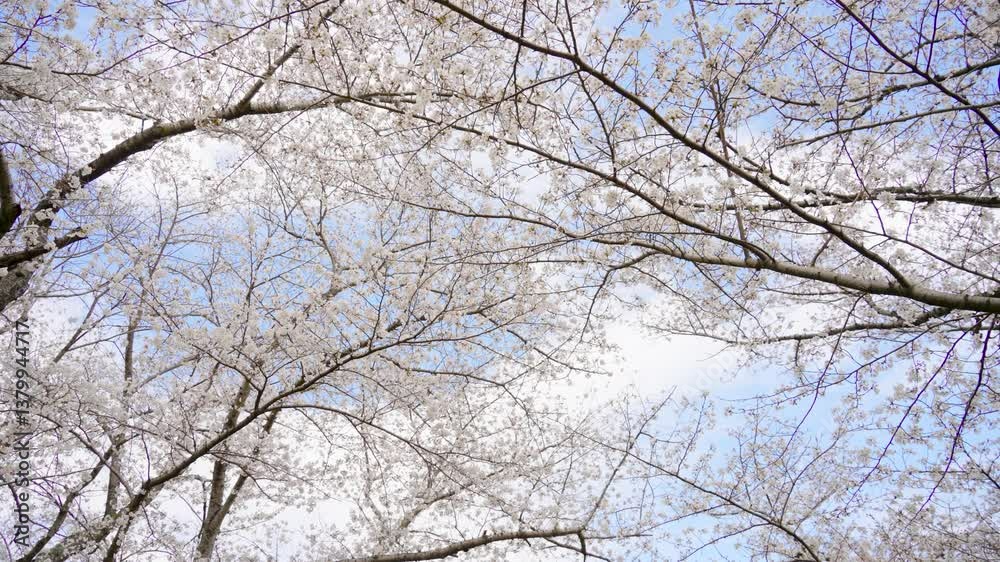 桜 桜