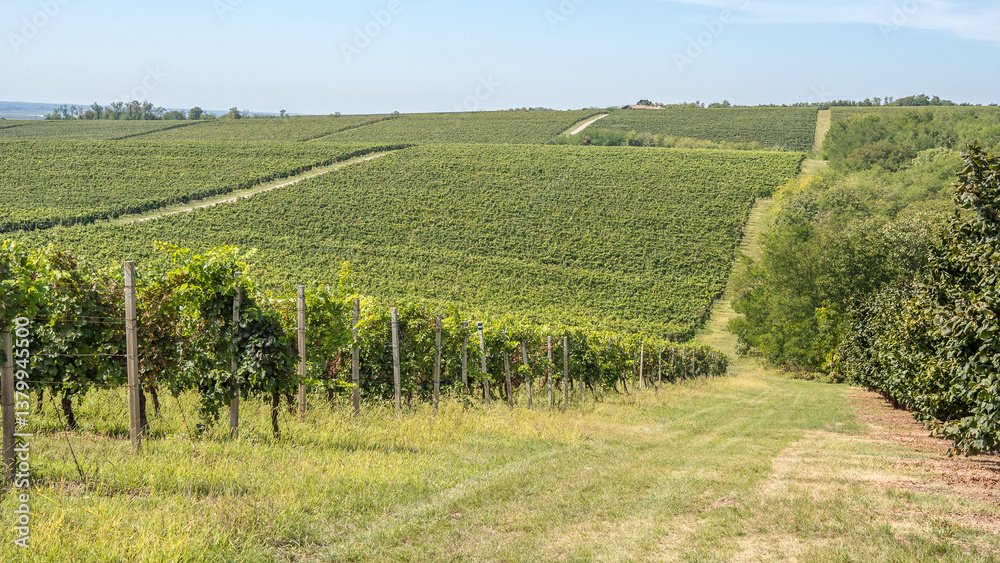Fototapeta premium vineyards from Banska Cosa to Baranja