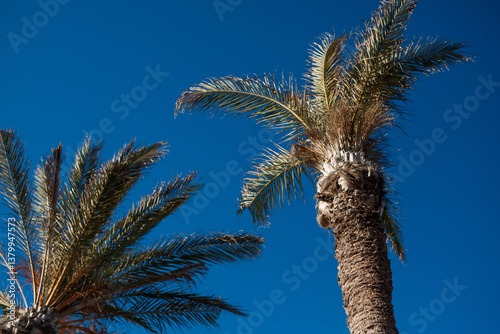 Palm trees against blue sunny sky, Palm tree at tropical coast,