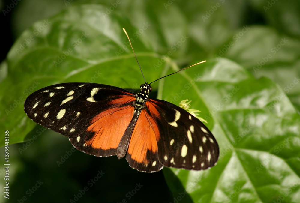 Colorful Pretty Butterfly feeding on Green Plant in Indianapolis, IN, USA Colorful Pretty Butterfly feeding on Green Plant in Indianapolis, IN, USA