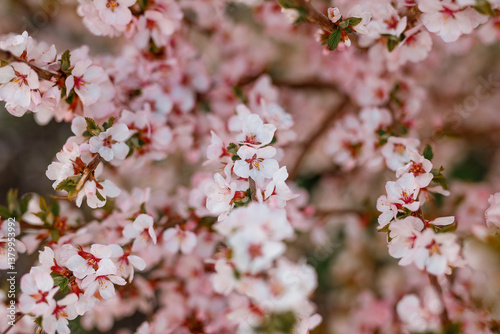 Cherry trees in bloom in spring.