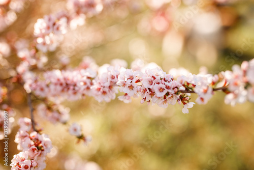 Cherry trees in bloom in spring.