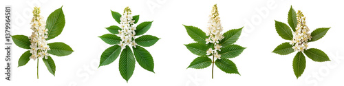 Blossoming horse-chestnut tree in spring