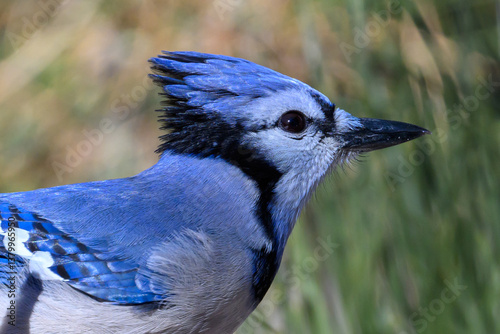 Closeup of a blue jay