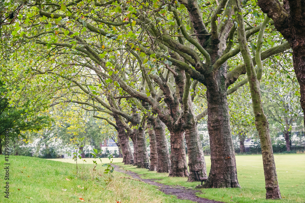 Treelined path at Downhills Park in Haringey, London Treelined path at Downhills Park in Haringey, London