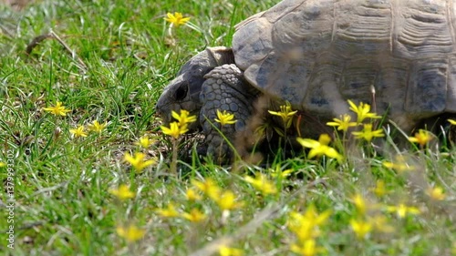 A wild Central Asian tortoise eats yellow spring flowers in the steppe of Kazakhstan