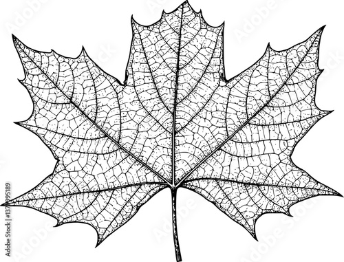 single maple leaf engraving black and white outline
