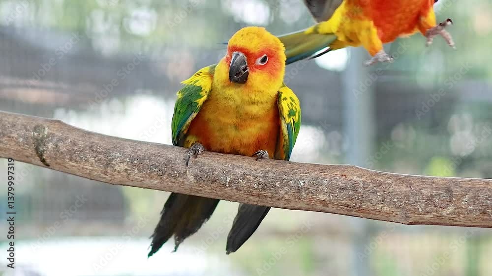 Vibrant Sun Conures Socializing on a Branch