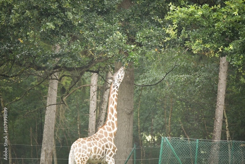 Canvas Print The giraffe walking around its enclosure on safari
