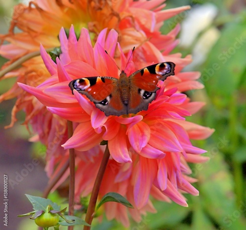 Daily suction, Aglais io, Inachis Io, Nymphalis Io, is a butterfly from the Nymphalidae family,  sitting in the center of a pink salmon colored blossoming a dahlia. Differented sharpness areas. 