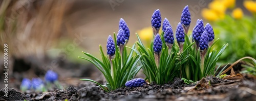 Beautiful Spring Blossoms in Nature with Fresh Colorful Flowers