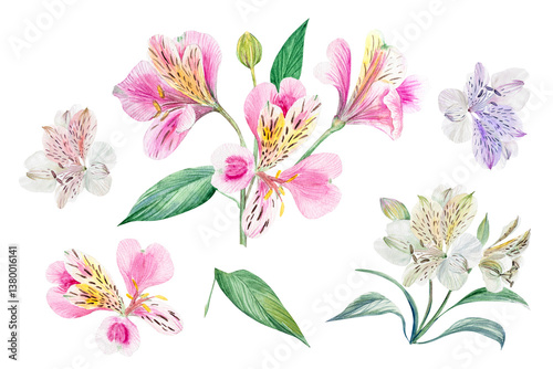Set of alstroemeria flowers, watercolor illustration, hand-drawn. Set of alstroemeria flowers of different colors and shapes