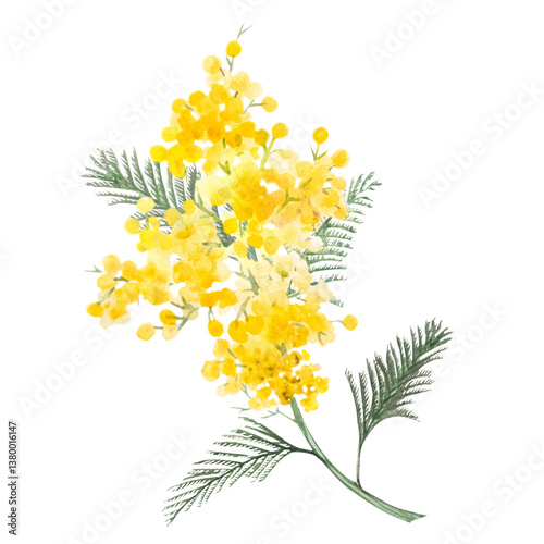 Yellow mimosa, hand-drawn watercolor illustration. Watercolor botanical illustration of a mimosa branch.