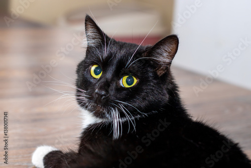 A black and white cat with bright yellow eyes gazes intently photo